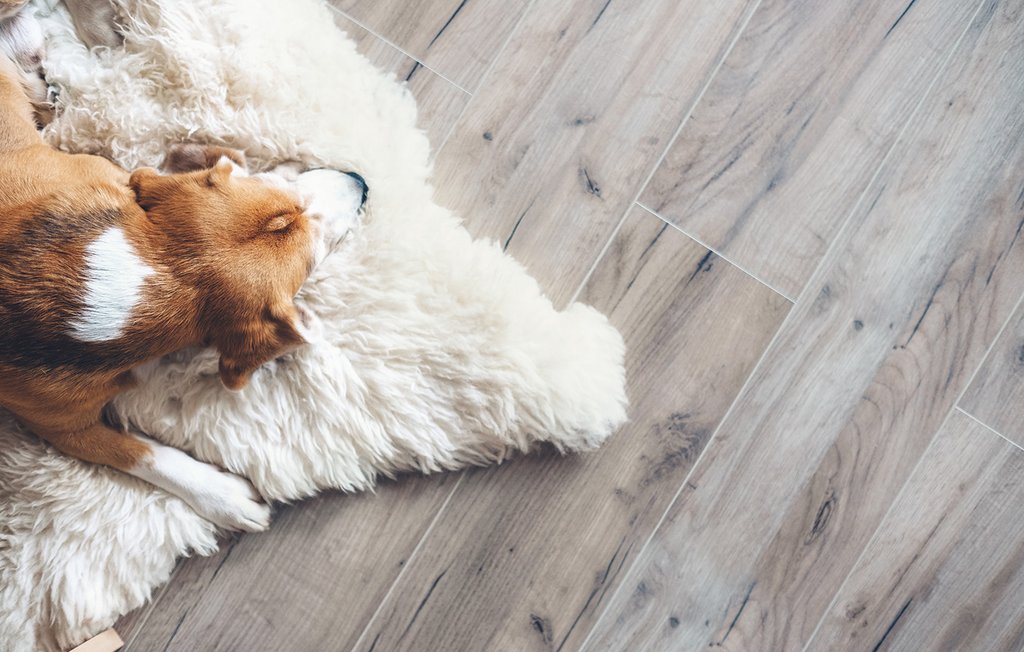 Hund liegt auf einem Laminatboden